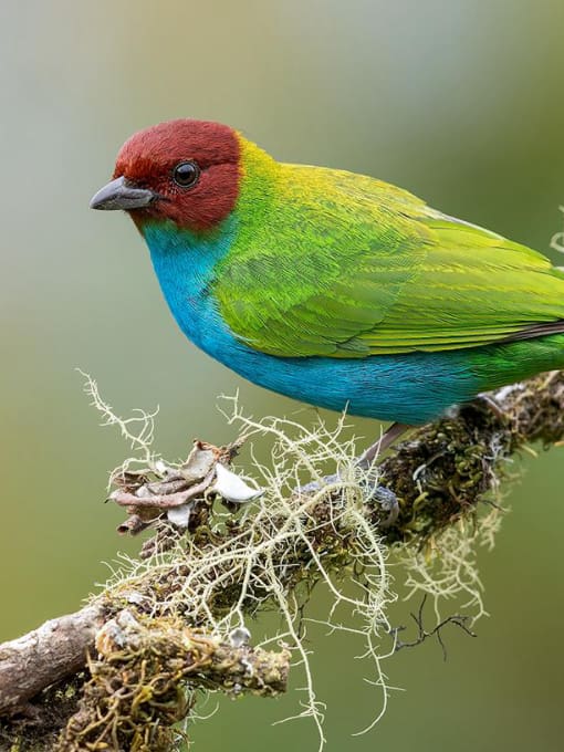 Bay-headed Tanager from the Rio Silanche Reserve, photographed by Glenn Bartley