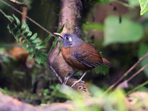 A Chestnut-backed Antbird is a common site at our Milpe Reserve.