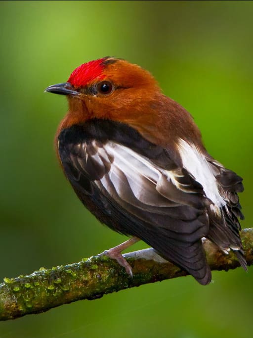 Club-winged Manakin is a common site at the Milpe Reserve. We give thanks to Glenn Bartley for this wonderful photo.