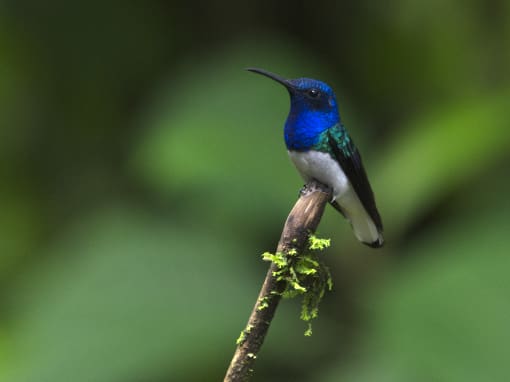 A White-necked Jacobin hummingbird photographed by Angie Drake at the Mindo Cloudforest Reserve in Milpe