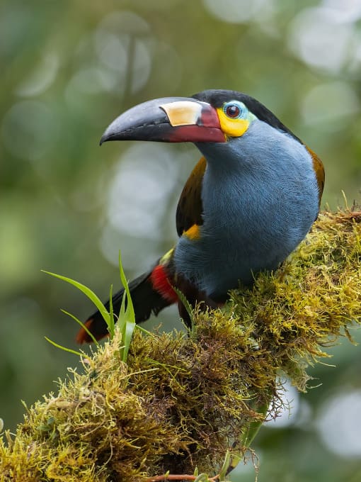 The highest concentration of Grey-breasted Mountain Toucan live in the Tandayapa Valley, photographed by Glenn Bartley