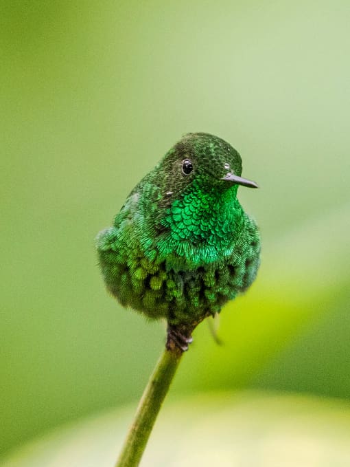 A Green-thorntail hummingbird photographed by Edy Goodyear at Rio Silanche