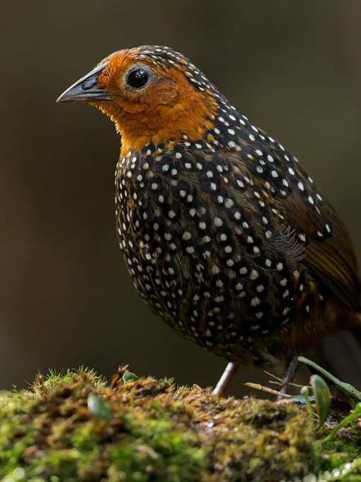 The Ocellated Tapaculo can be seen in our Tandayapa Reserves; photographed by Glenn Bartley