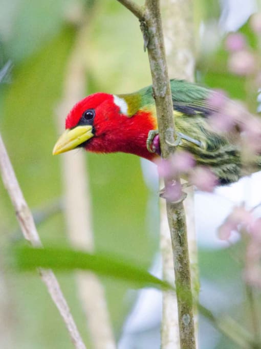 Red-headed Barbet photographed in the Tandayapa Valley by Angie Drake