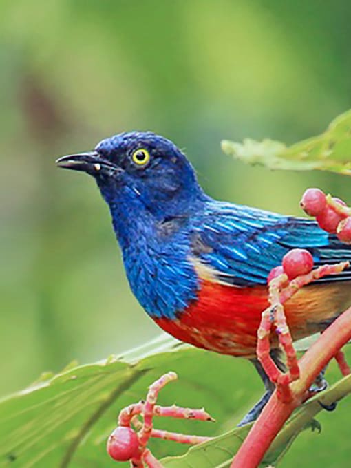 Scarlet-breasted Dacnis at Rio Silanche, Ecuador