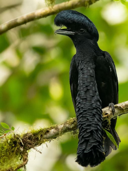 The emblematic Long-wattled Umbrellabird was the inspiration for our logo