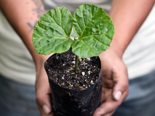 Reforestation is an essential part of protecting the Choco-Andes.